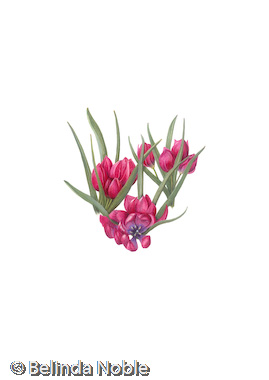 Tulipa Humilis Lilliput.